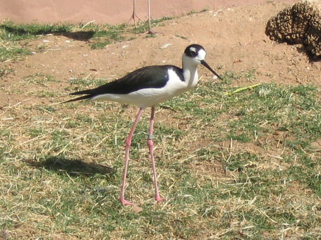 618x457 pixels (262K)